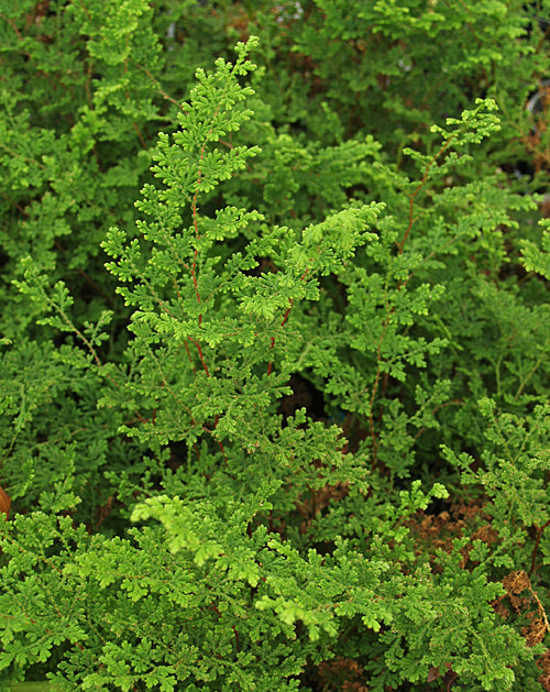 SELAGINELLA BRAUNII