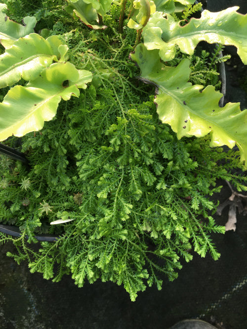 SELAGINELLA KRAUSSIANA