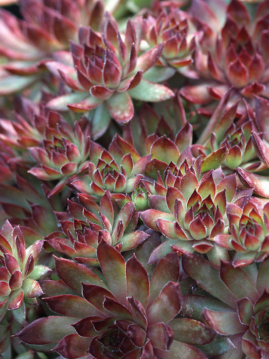 SEMPERVIVUM 'BRONCO'
