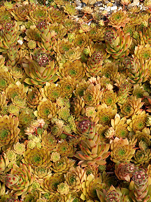 SEMPERVIVUM 'BERNSTEIN'