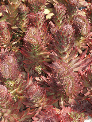 SEMPERVIVUM 'DARK CLOUD'