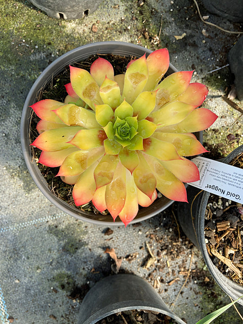 SEMPERVIVUM 'GOLDEN NUGGET'