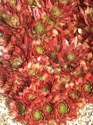 SEMPERVIVUM 'GALLIVARDA'