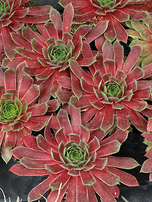 SEMPERVIVUM 'LIPARI'