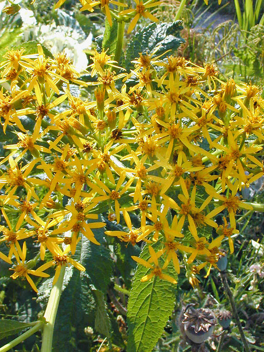 SENECIO CANNABINIFOLIUS