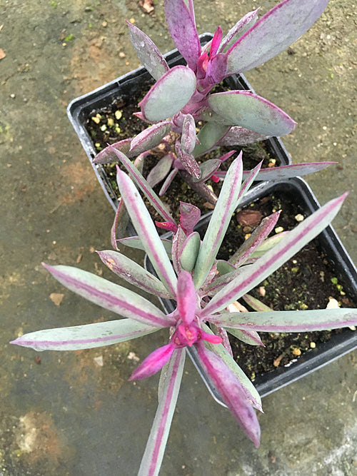 SENECIO CRASSISSIMUS