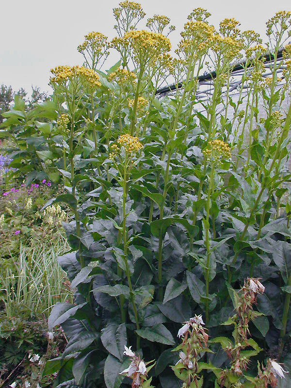 SENECIO DORIA