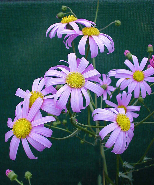 SENECIO GLASTIFOLIUS