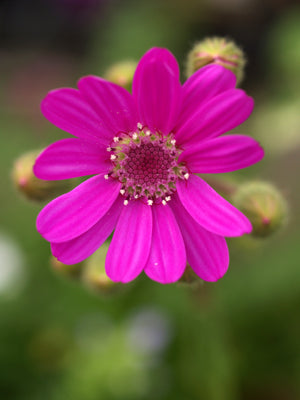 SENECIO MACROCEPHALUS