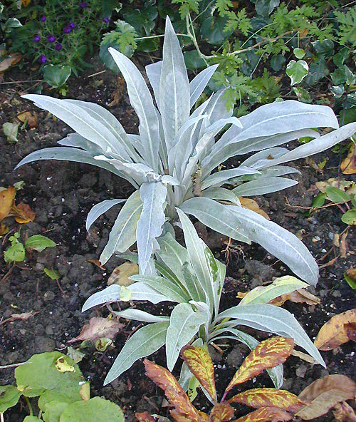 SENECIO MACROSPERMUS form 1