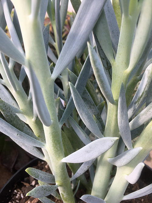 KLEINIA TALINOIDES 'BLUE FINGER'