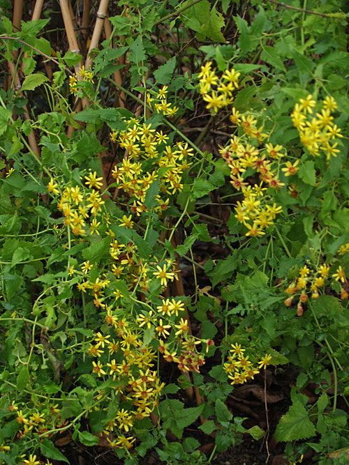 SENECIO SCANDENS