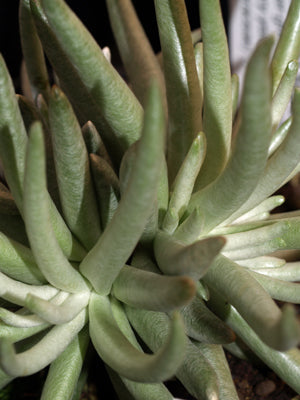 SENECIO SCAPOSUS