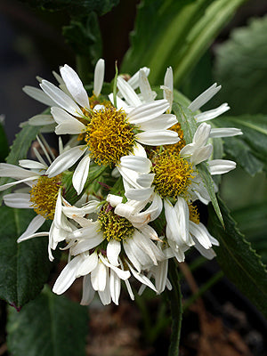 SENECIO SMITHII