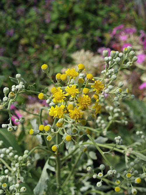 SENECIO SQUALIDUS subsp.AETHNENSIS