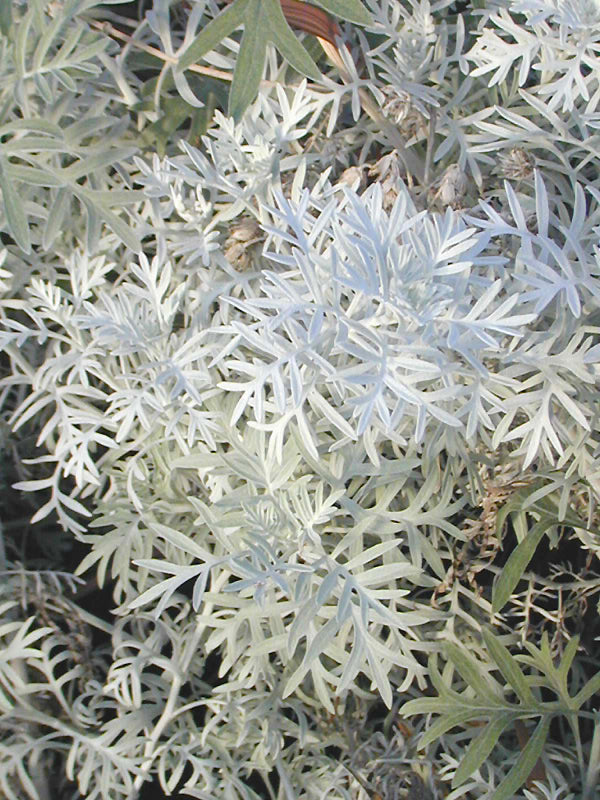 SENECIO VIRAVIRA