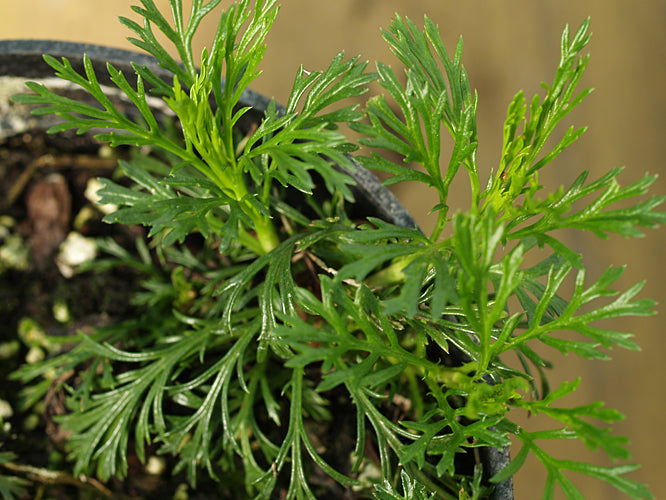 SENECIO ABROTANIFOLIUS subsp.ABROTANIFOLIUS