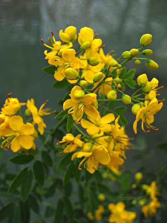 SENNA CORYMBOSA