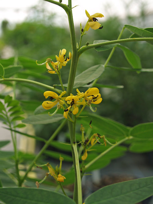 SENNA HEBECARPA