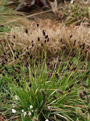 SESLERIA HEUFLERIANA