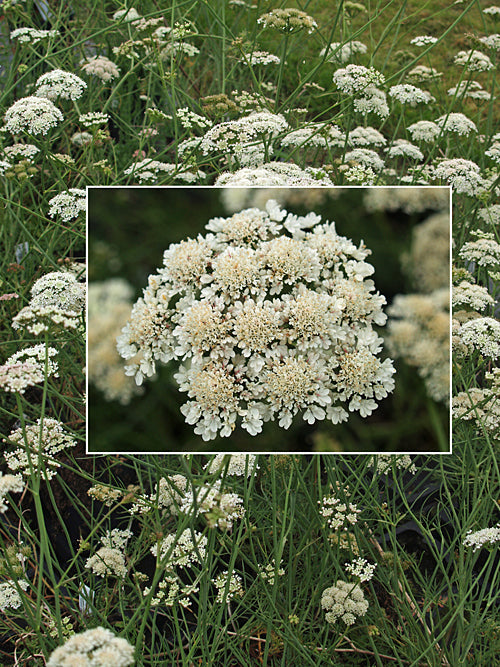 SESELI MONTANUM W&B BG B-10