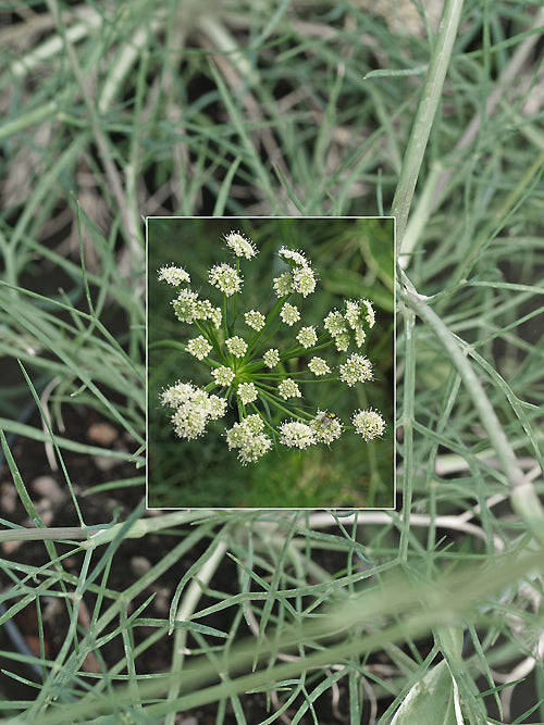SESELI LEHMANNII RCB UA-13