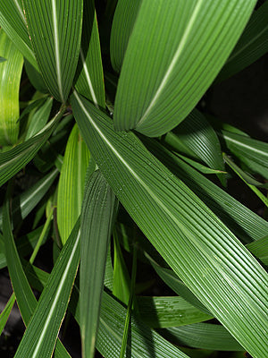 SETARIA PALMIFOLIA