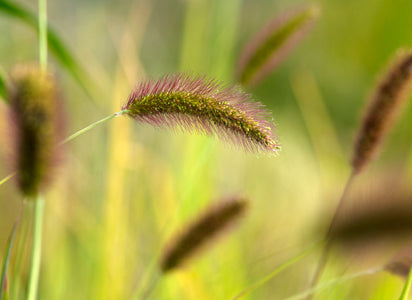 SETARIA VIRIDIS 'RUBRA'