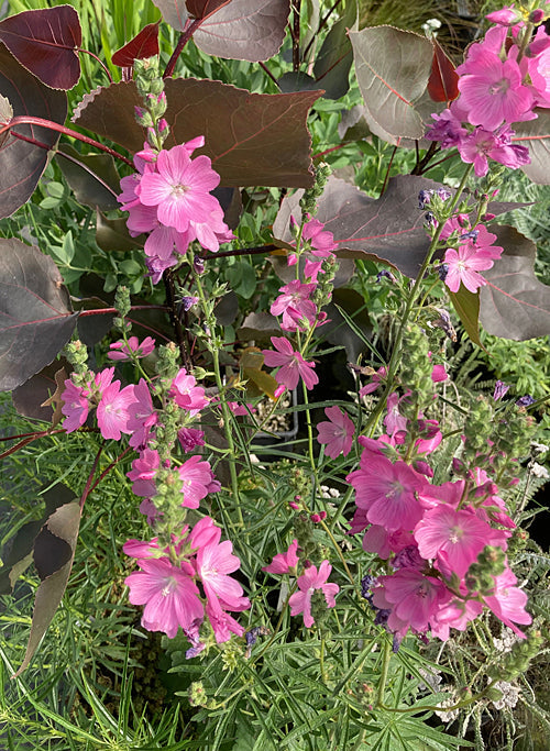 SIDALCEA 'CANDY GIRL'