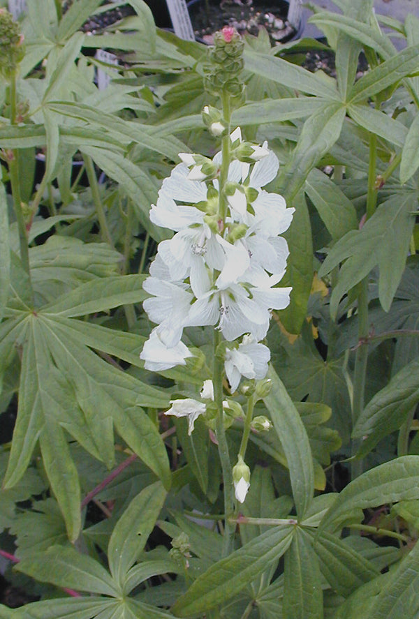SIDALCEA CANDIDA