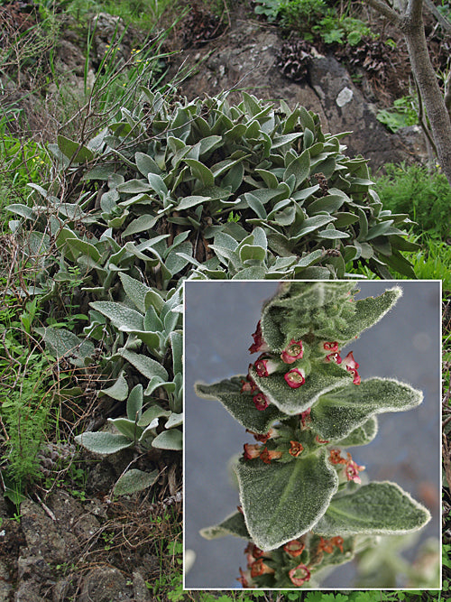 SIDERITIS GOMERAE