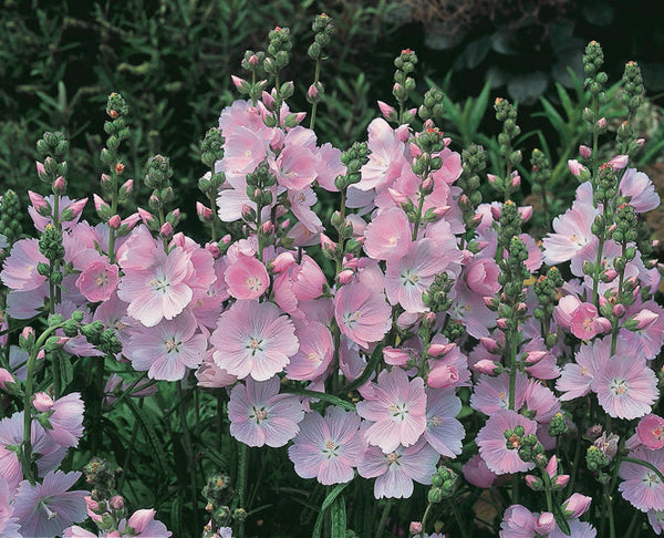 sidalcea little princess plant SIDALCEA 'LITTLE PRINCESS' – Cotswold Garden Flowers
