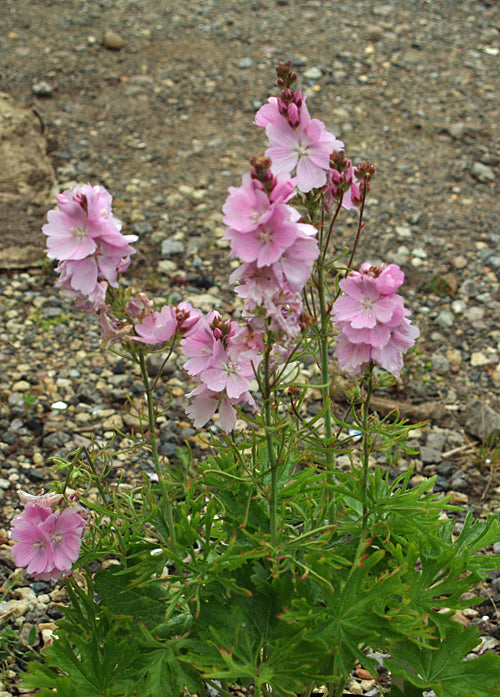 SIDALCEA 'WENSLEYDALE'