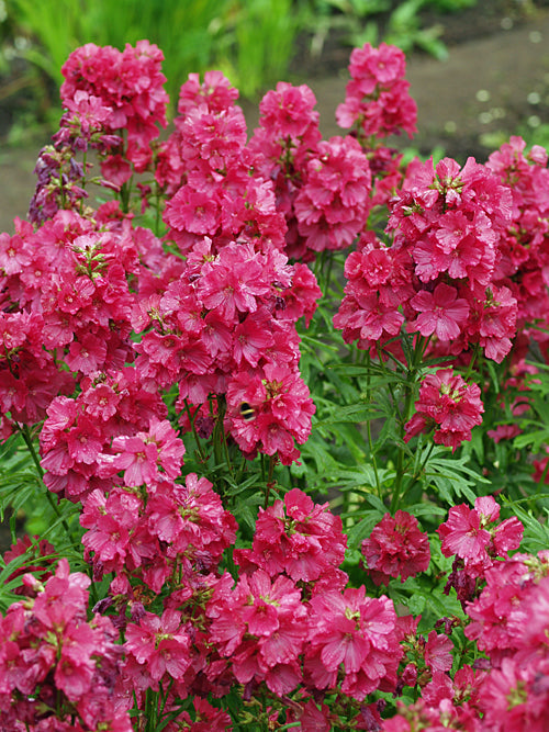 SIDALCEA 'WILLIAM SMITH'