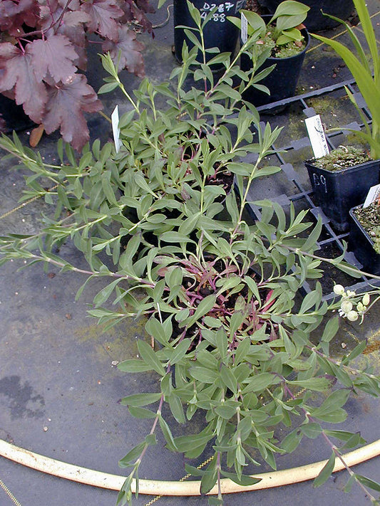 SILENE 'BALON D'ALSACE'