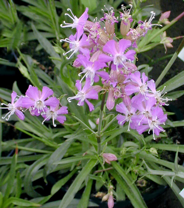 SILENE CHUNGTIENENSIS
