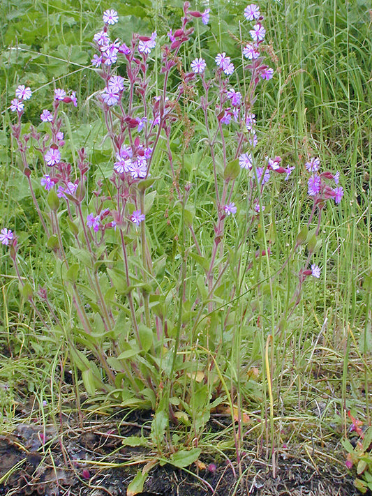 SILENE DIOICA lilac flowers