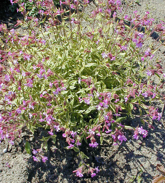 SILENE DIOICA 'MICHIEU'