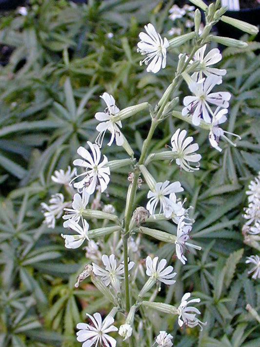 SILENE ITALICA