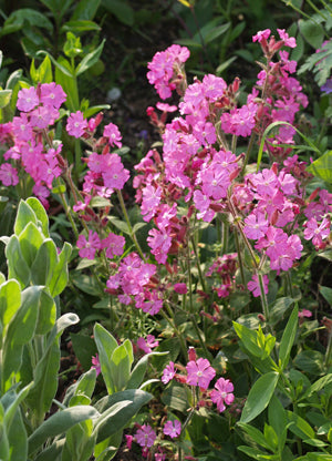 SILENE DIOICA 'MINIKIN'