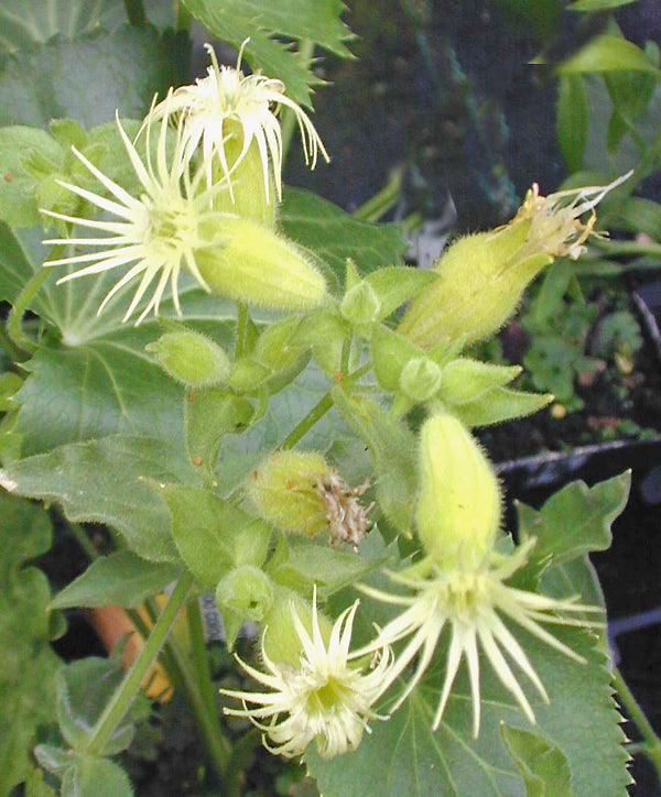 SILENE PARISHII var.LATIFOLIA NNS 98-522
