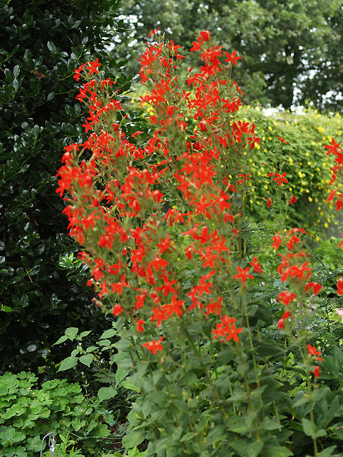 SILENE REGIA 'PRAIRIE FIRE'