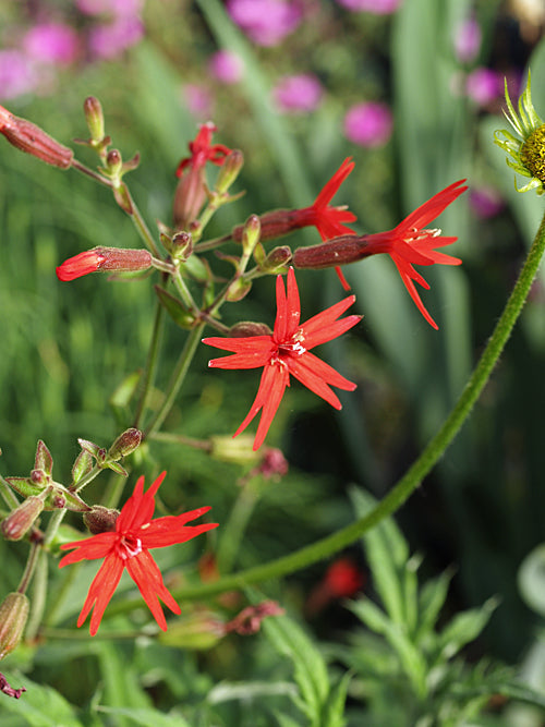 SILENE VIRGINICA