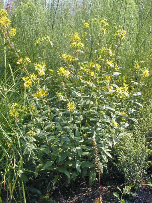 SILPHIUM INTEGRIFOLIUM