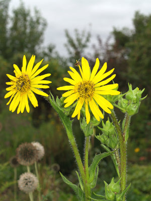 SILPHIUM LACINIATUM