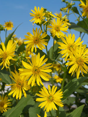 SILPHIUM PERFOLIATUM