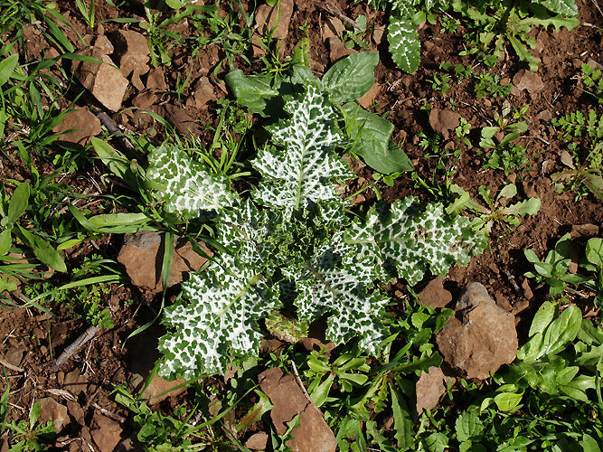 SILYBUM MARIANUM