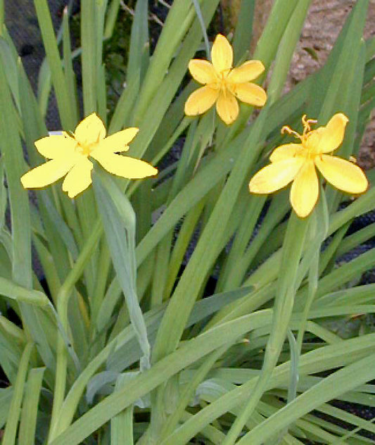 SISYRINCHIUM CONVOLUTUM