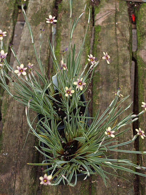 SISYRINCHIUM 'JANET DENMAN'