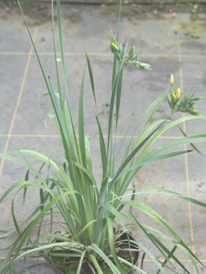 SISYRINCHIUM PALMIFOLIUM
